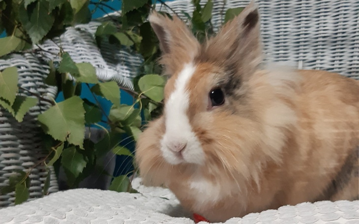 Zbiórka Na nowe łapki - operacja Zuzki - zdjęcie główne