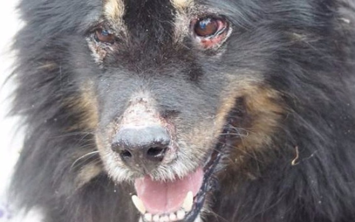 Zbiórka Durlik -cierpienie chorego psa - zdjęcie główne