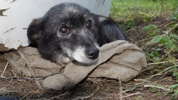 Zbiórka Ratują głodne psy z łańcucha - miniaturka zdjęcia