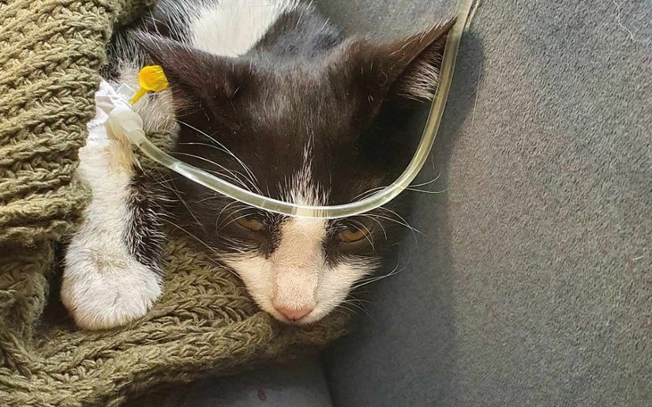 Zbiórka Panleukopenia Potrzebna pomoc - zdjęcie główne