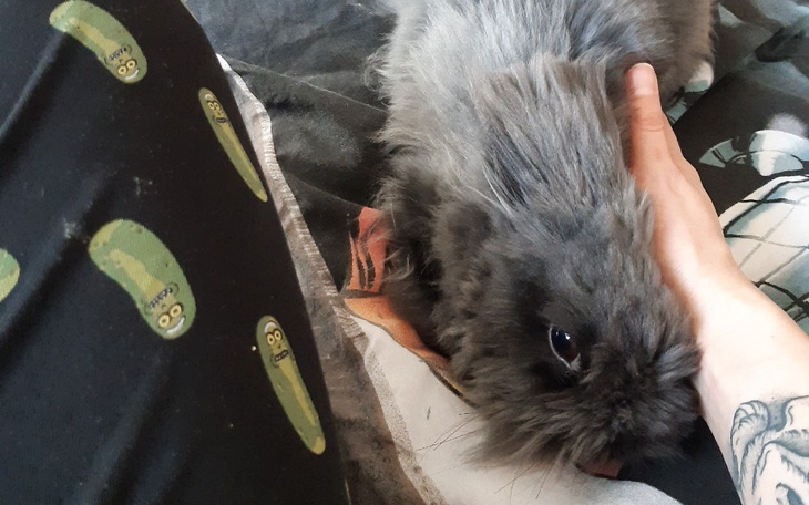 Zbiórka Uratujmy malutką Tofinkę - zdjęcie główne