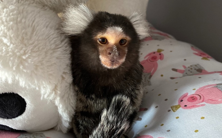 Zbiórka Na pomoc małpce - zdjęcie główne