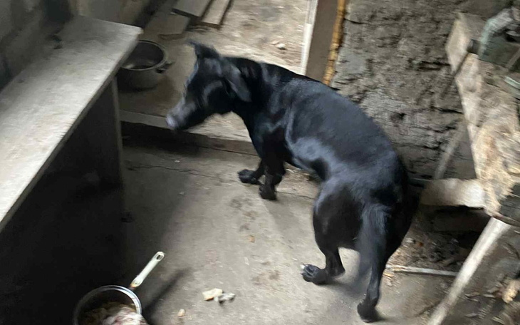 Czarny pies w pomieszczeniu, poruszający się w stronę kamery.