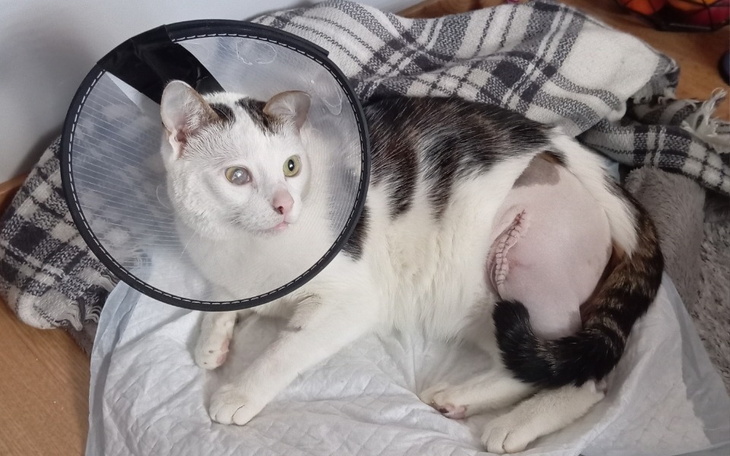 Zbiórka Operacja Lulusia - zdjęcie główne