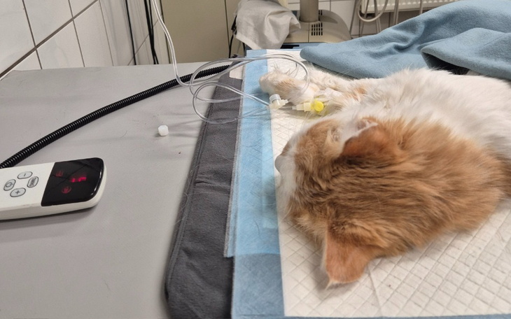 Chory kot na stole weterynaryjnym, w trakcie leczenia.