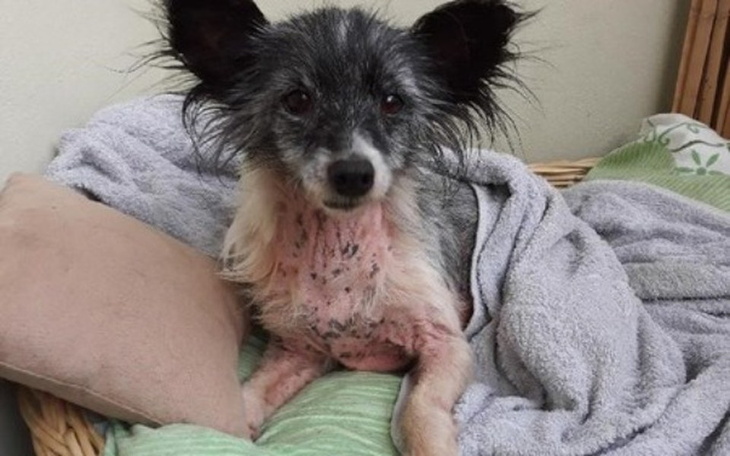 Zbiórka Czika potrzebuje Twojej pomocy - zdjęcie główne