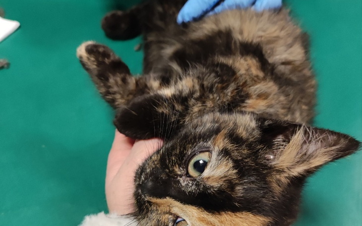 Zbiórka Dla naszych podopiecznych.. - zdjęcie główne