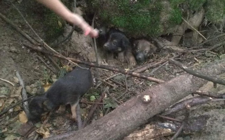 Zbiórka Szczeniaki z lasu proszą o pomoc - zdjęcie główne