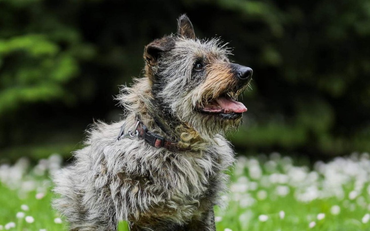 Zbiórka Leczenie nowotworu u Reksia - zdjęcie główne