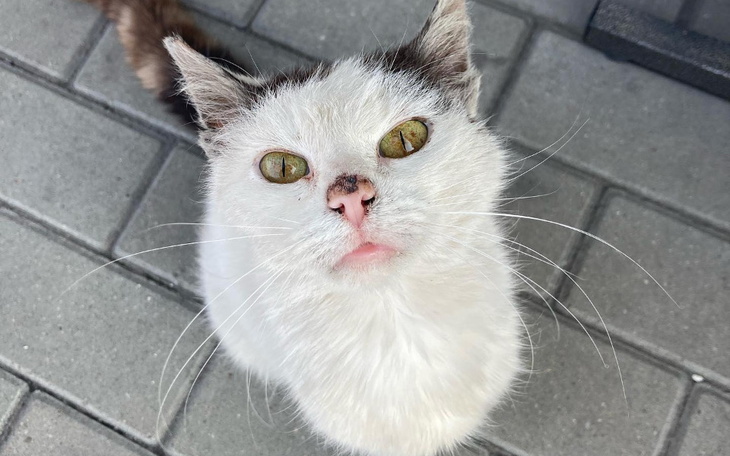 Zbiórka Sisi ma 4 lata i waży 1,5 kg - zdjęcie główne