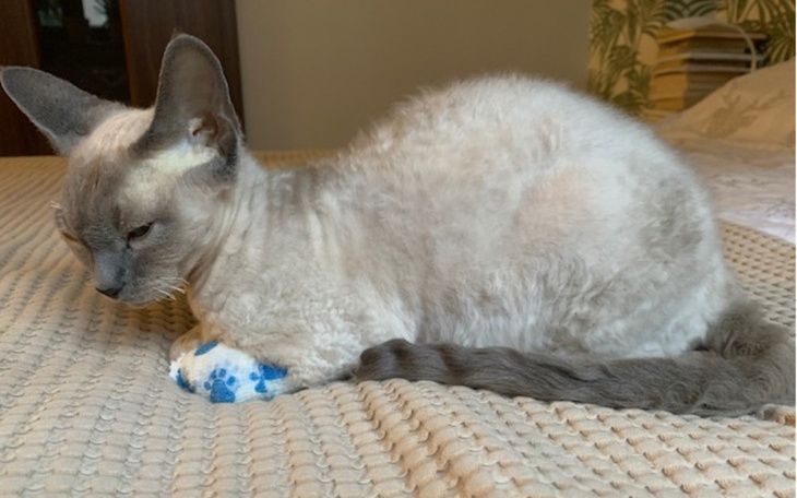 Zbiórka Ratujemy Szafirka - zdjęcie główne