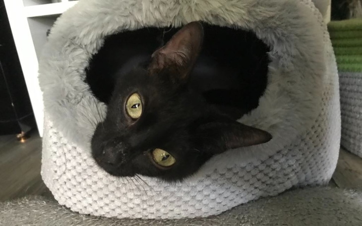 Czarny kot relaksujący się w przytulnym legowisku.