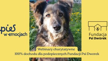 Zbiórka Pomóż razem z nami przygotować psy na zimę - miniaturka zdjęcia