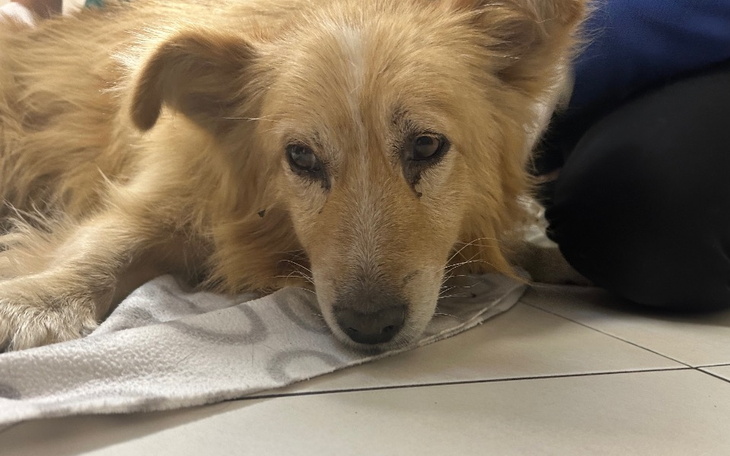 Zbiórka Proszę uratuj mojego przyjaciela - zdjęcie główne