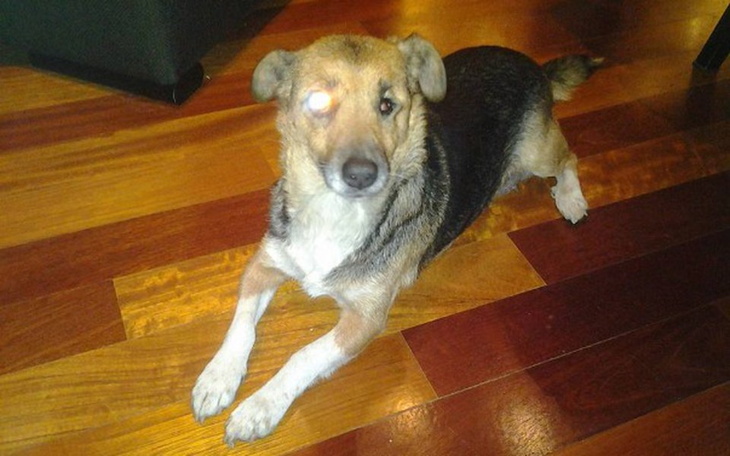 Pies z jednym okiem, leżący na podłodze.