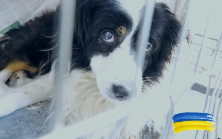 Zbiórka Bezbronne psy wojny - zdjęcie główne