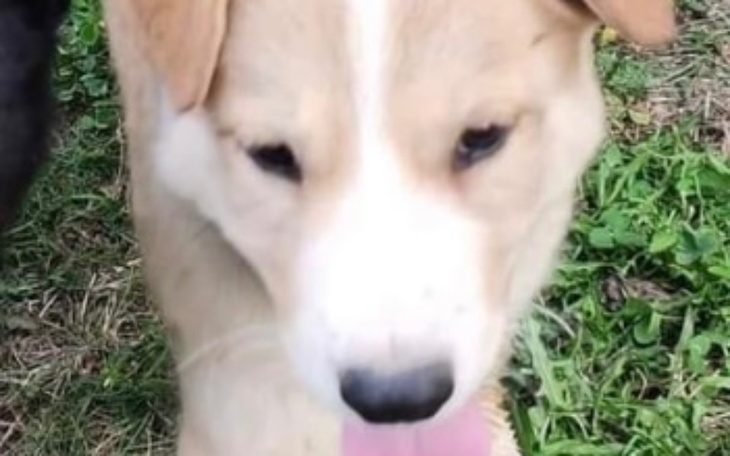 Zbiórka Na karmę dla Figi - zdjęcie główne