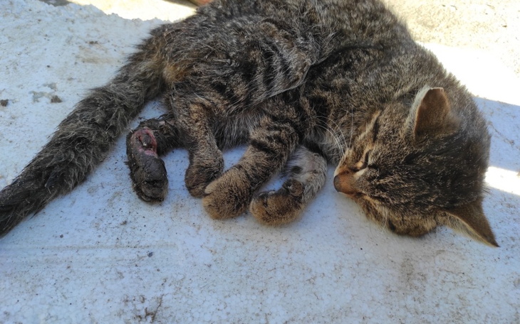 Zbiórka Leczenie kota Dzikusa - zdjęcie główne