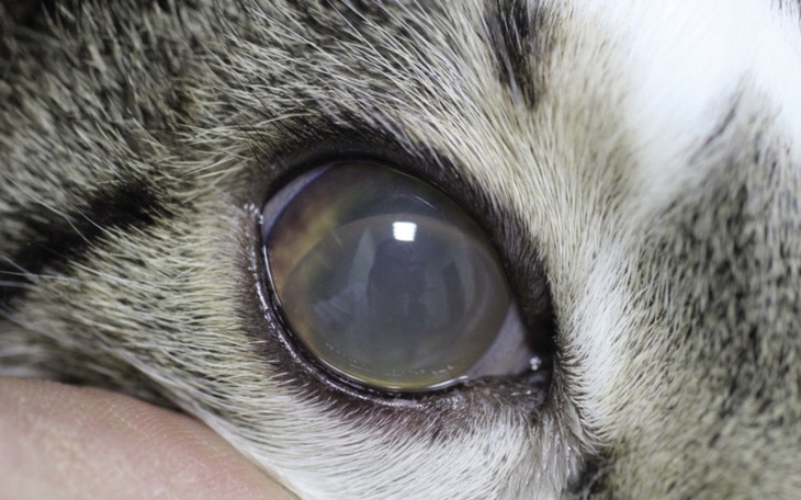 Zbiórka Leczenie kotkiiii - zdjęcie główne