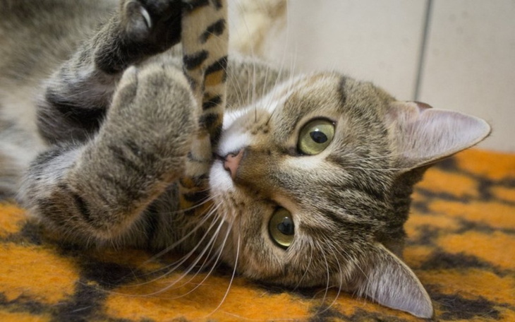 Zbiórka Pomoc dla Kiciusi z Palucha - zdjęcie główne