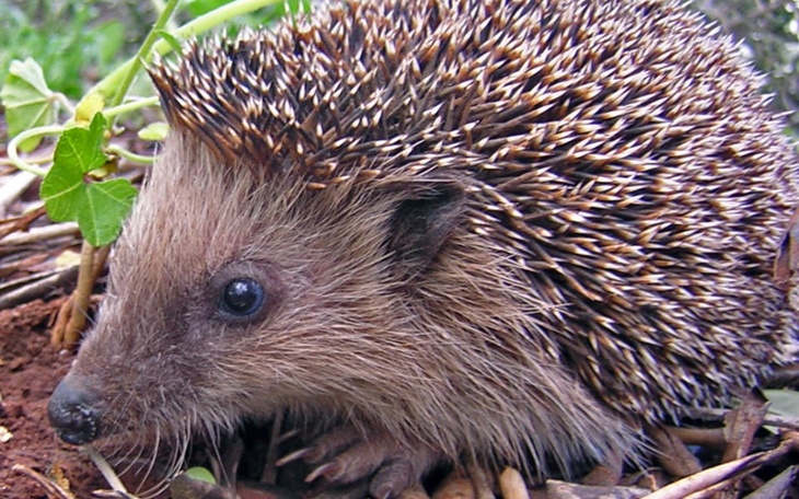 Zbiórka Przepraszamy, nie mamy już jeży - zdjęcie główne