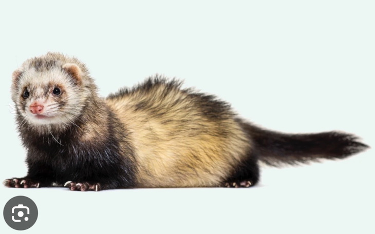 Fretka leżąca na podłożu, z ciekawym wyrazem twarzy.