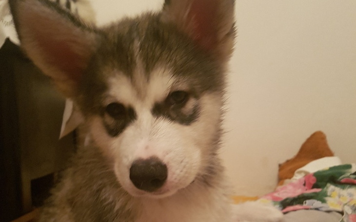 Szczeniak z charakterystycznymi uszami, patrzący w obiektyw.