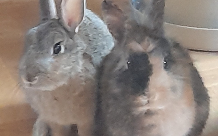 Zbiórka Zabieg dla moich królików - zdjęcie główne