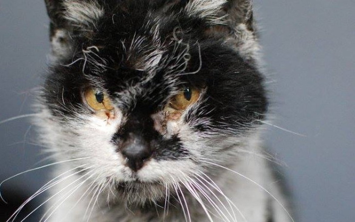 Zbiórka Kocia staruszka walczy o życie - zdjęcie główne