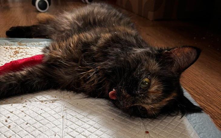 Zbiórka Lea chora na panleukopenie - zdjęcie główne