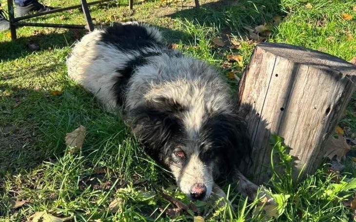 Zbiórka Transport i leczenie psa z rzeki - zdjęcie główne