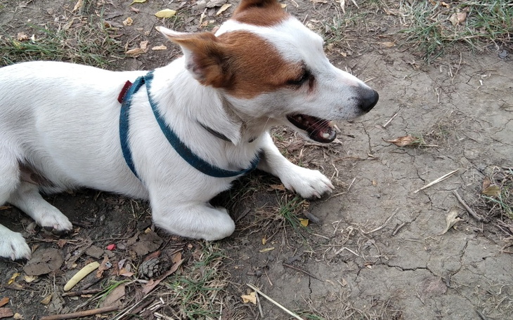 Zbiórka na hulajnogę elektryczną - zdjęcie główne