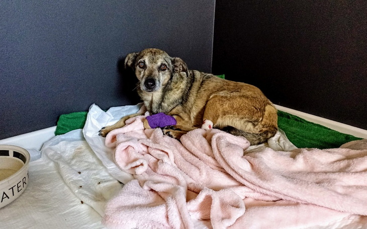 Zbiórka Na pomoc Żanetce - zdjęcie główne