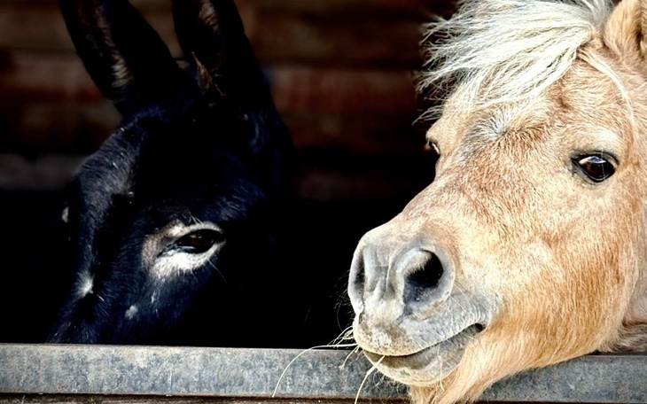 Zbiórka Na Bertę, Benia i Maurycego - zdjęcie główne