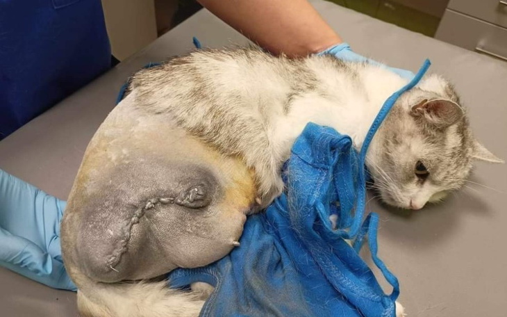 Zbiórka Walczymy o życie bezdomniaków - zdjęcie główne