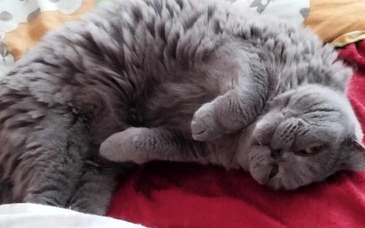 Zbiórka Na leczenie zębów u kota - zdjęcie główne