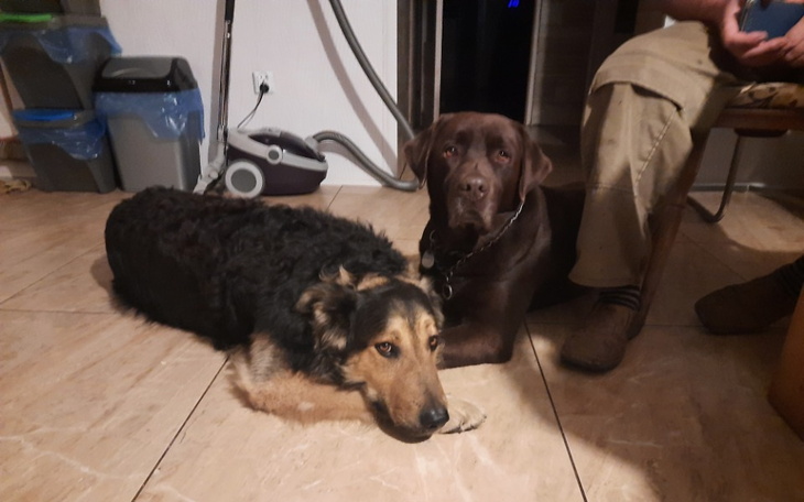 Zbiórka Pomoc najlepszemu przyjacielowi - zdjęcie główne