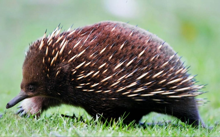 Zbiórka red dead redemption dla marcina - zdjęcie główne