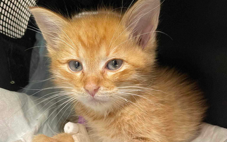 Zbiórka Karmelek i jego droga do zdrowia - zdjęcie główne