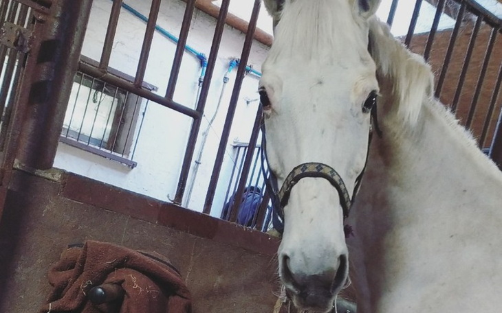 Zbiórka Zbiórka na operację konia - zdjęcie główne