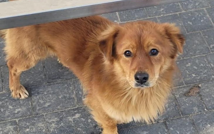 Zbiórka TRANSPORT dwóch psiaków z PILAWY - zdjęcie główne