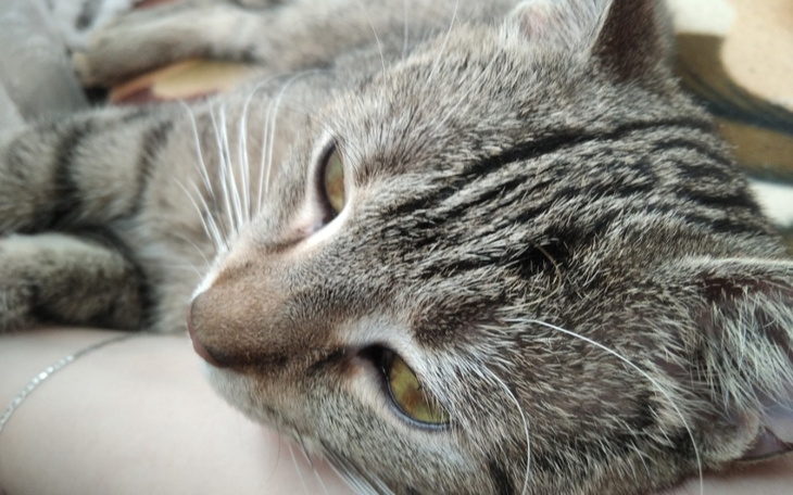 Zbiórka Jestem Tygrysia i bardzo cierpię - zdjęcie główne