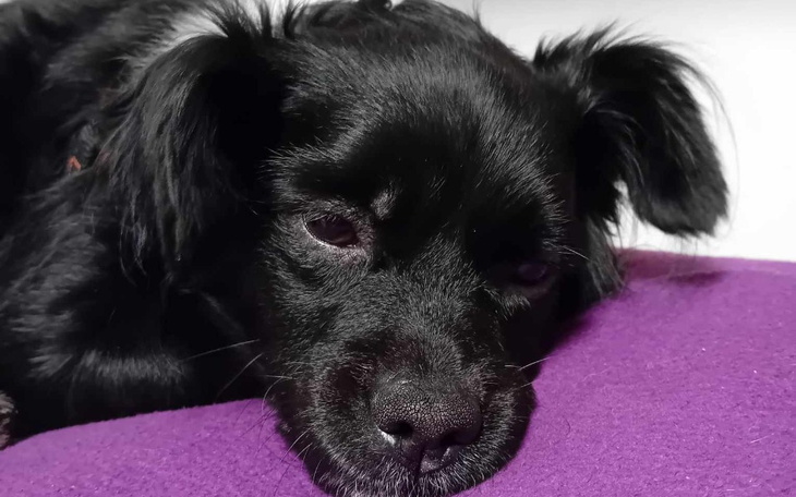 Zbiórka Pomóż Dropsikowi stanąć na łapkę - zdjęcie główne