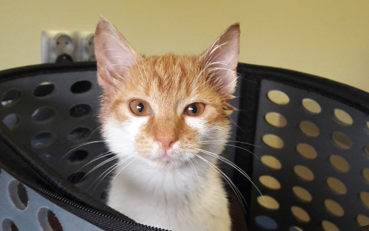 Zbiórka Walka ze śmiercią. - zdjęcie główne