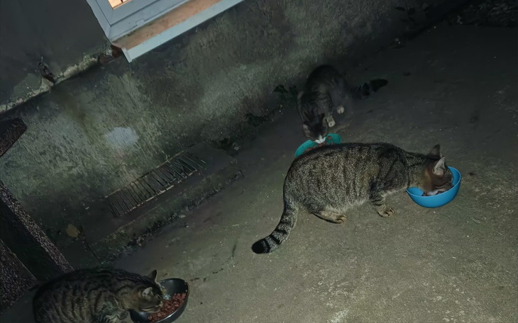 Trzy koty jedzące z misek na zewnątrz, w nocy.