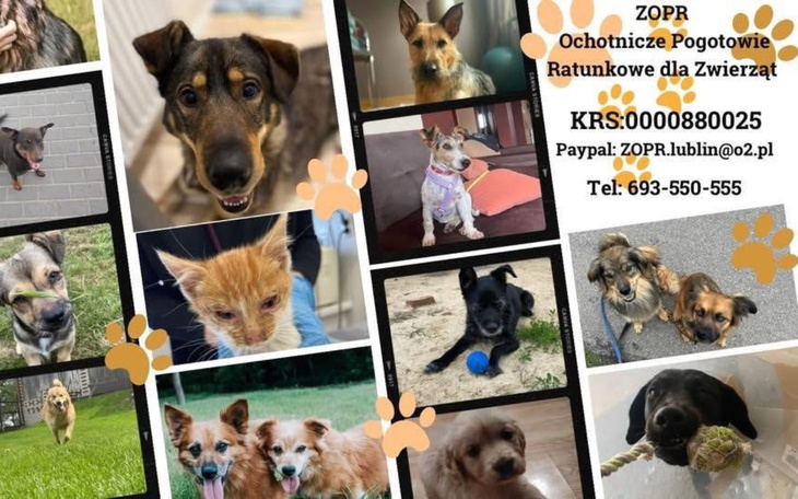 Zwierzęta w potrzebie czekają na pomoc i dom.