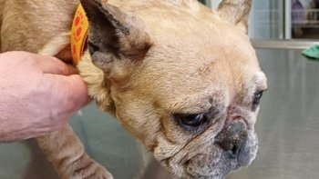 Zbiórka Pomóż uratować Buldogi - miniaturka zdjęcia