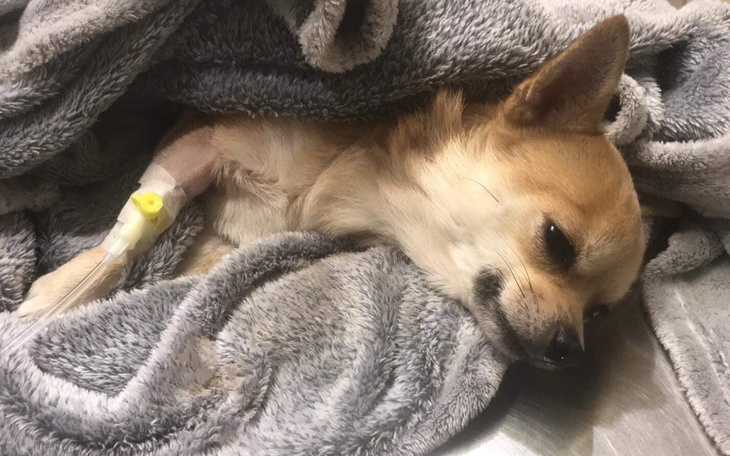 Zbiórka Pomoc dla mojego ukochanego psa - zdjęcie główne