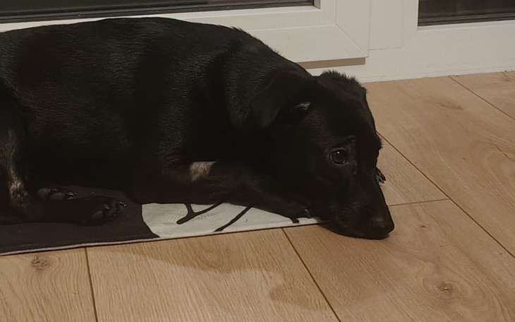 Czarny pies leżący na podłodze, z wyrazem smutku.