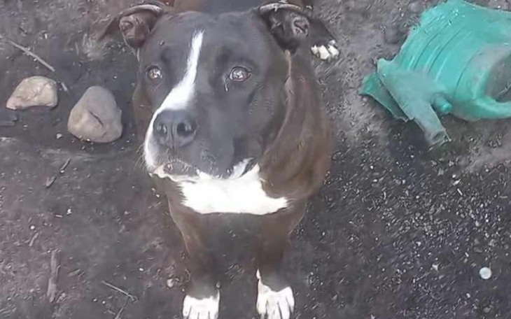 Zbiórka Maniek - amstaff z kojca - zdjęcie główne